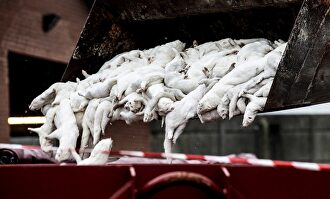 Visones sacrificados en Farre, Dinamarca. | EFE