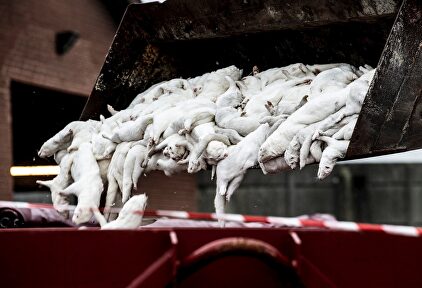 Visones sacrificados en Farre, Dinamarca. | EFE