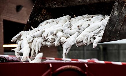 Visones sacrificados en Farre, Dinamarca. | EFE