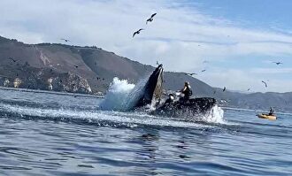 El susto de su vida: una enorme ballena no engulle a dos kayakistas de milagro