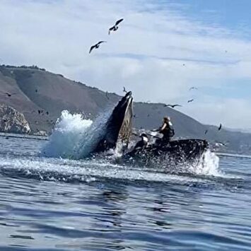 El susto de su vida: una enorme ballena no engulle a dos kayakistas de milagro