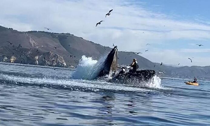 El susto de su vida: una enorme ballena no engulle a dos kayakistas de milagro