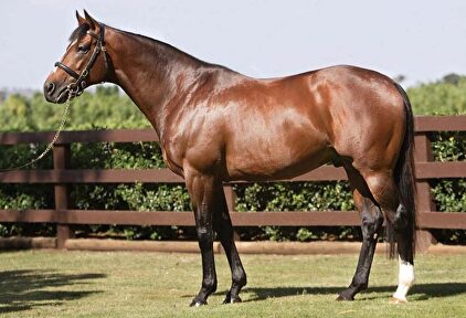 El semen de Galileo vale su peso en oro | Instagram