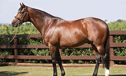 El semen de Galileo vale su peso en oro | Instagram