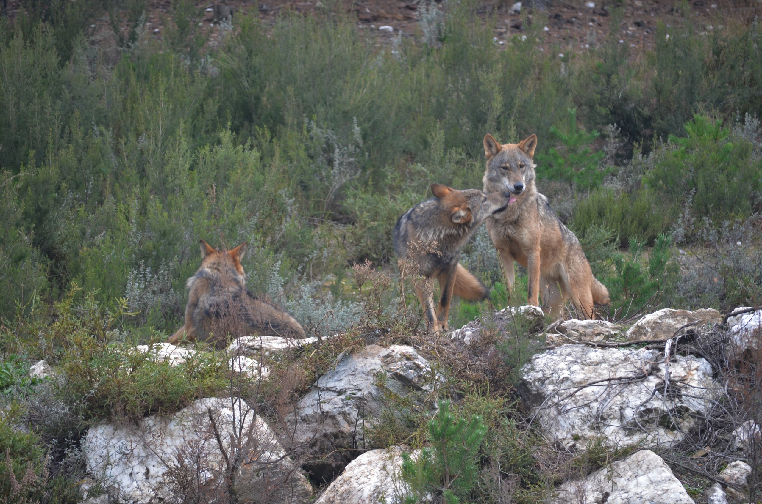 Con el Alba: Preocupación en el sector ganadero con el lobo