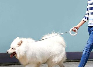 Walbest Collar de perro con rastreador GPS, impermeable en tiempo real,  localización inteligente de mascotas, collar ajustable para perros grandes