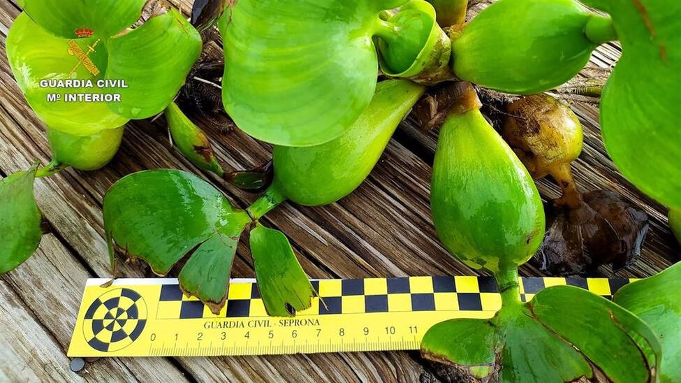 El Camalote: Una Planta Invasora Que Amenaza Ahora Al Guadalquivir ...