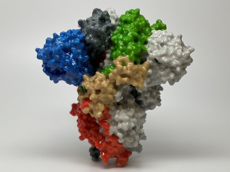 proteina-s-290621-4-3.jpg