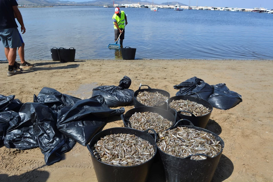 Qué es la anoxia, el problema que podría estar matando a miles de peces en el Mar Menor Murcia-mar-menor-peces-muertos.jpg