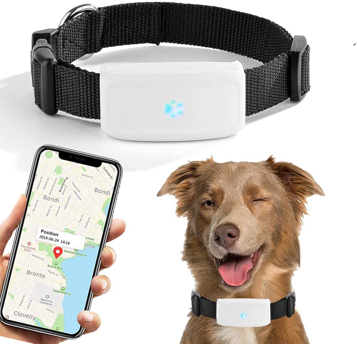 Kolyy: Collar GPS para Perros con localización en Tiempo Real y sin límite  de Distancia I Diseñado y Fabricado en España I Registro de Actividad,  Salud y Paseos I Funciona con suscripción