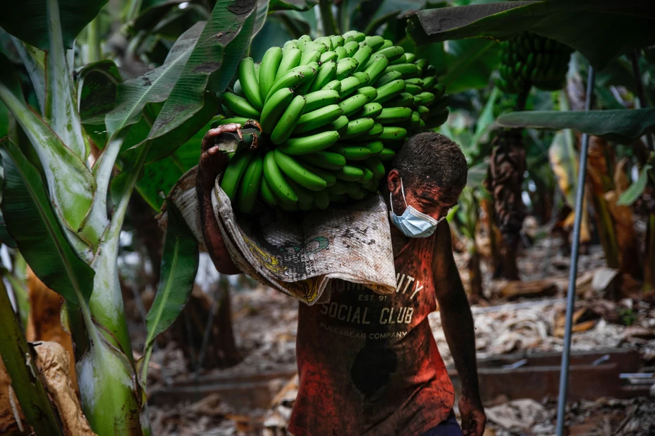 Marcan los plátanos de La Palma con un sello "del volcán" para explicar los daños estéticos Agricultorllenocenizarecogeplatanosanteslavavolcanlapalma-240921.jpg