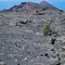 Otra vista del volcán, con el terreno nuevo creado por la lava en el que las primeras plantas incian el lento proceso de colonización.
