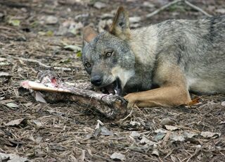 lobo-iberico-comiendo-hueso.jpg