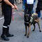 Los animales han tenido un gran protagonismo en este desfile entre los que destacan los perros adiestrados de la UME.