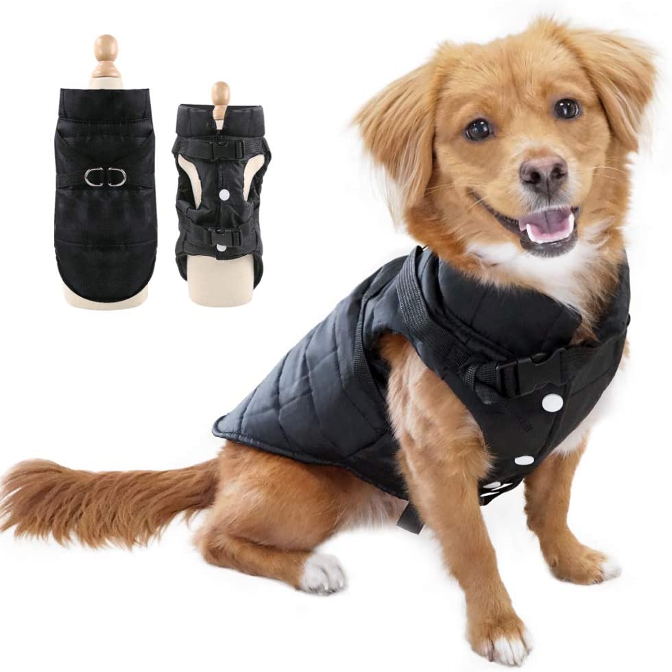 8 mejores abrigos impermeables para perros