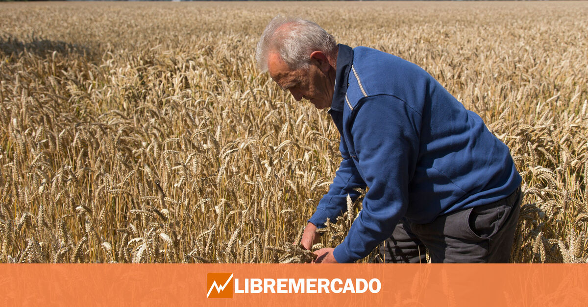 www.libremercado.com