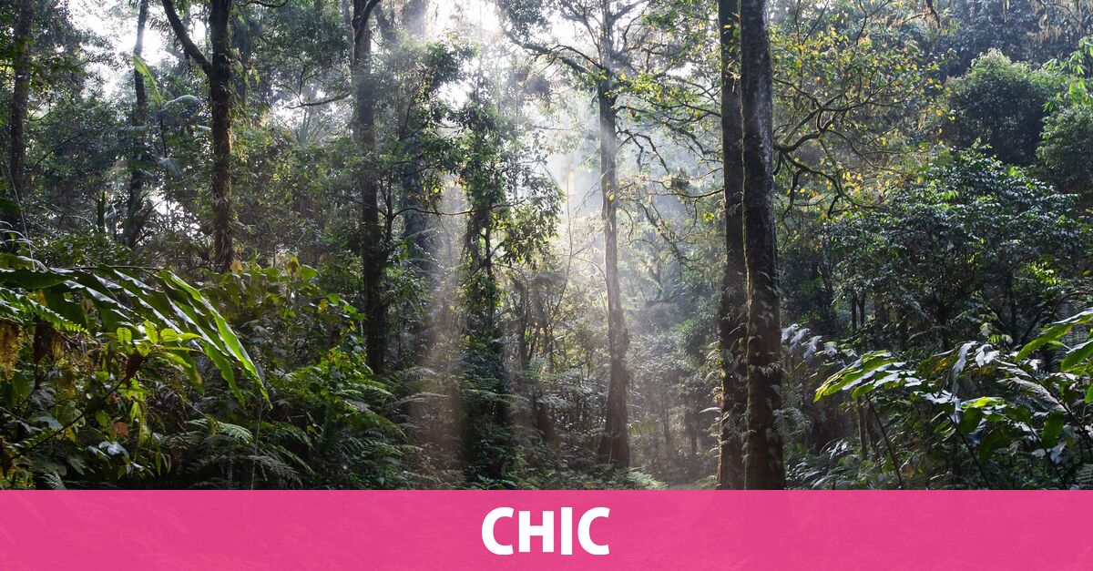 Cuál Es La Selva Más Peligrosa Del Mundo