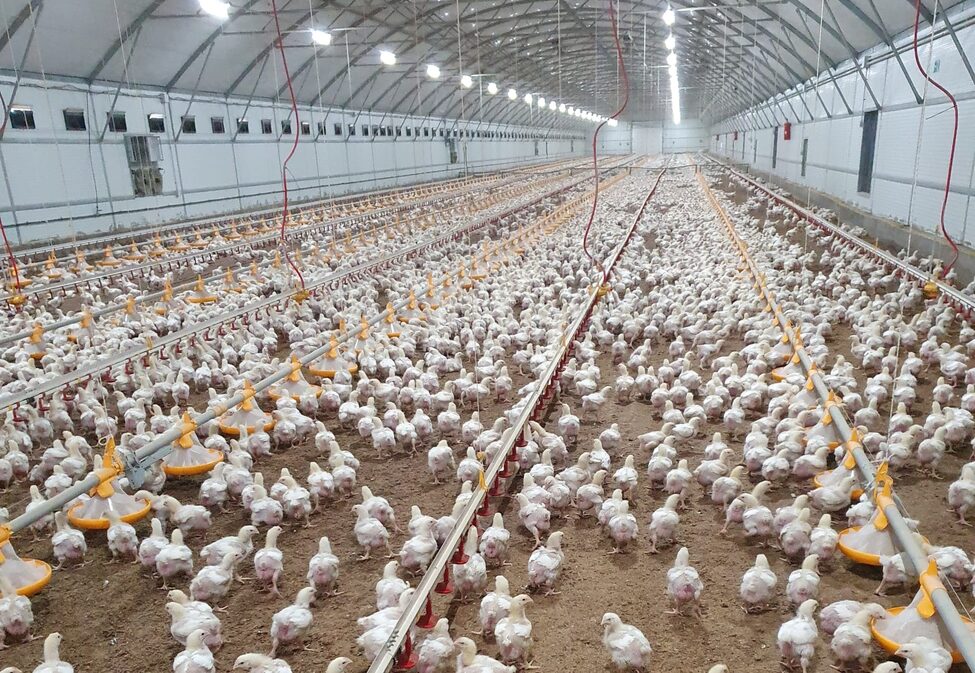 Los avicultores estallan ante la subida de precios "En agosto no habrá