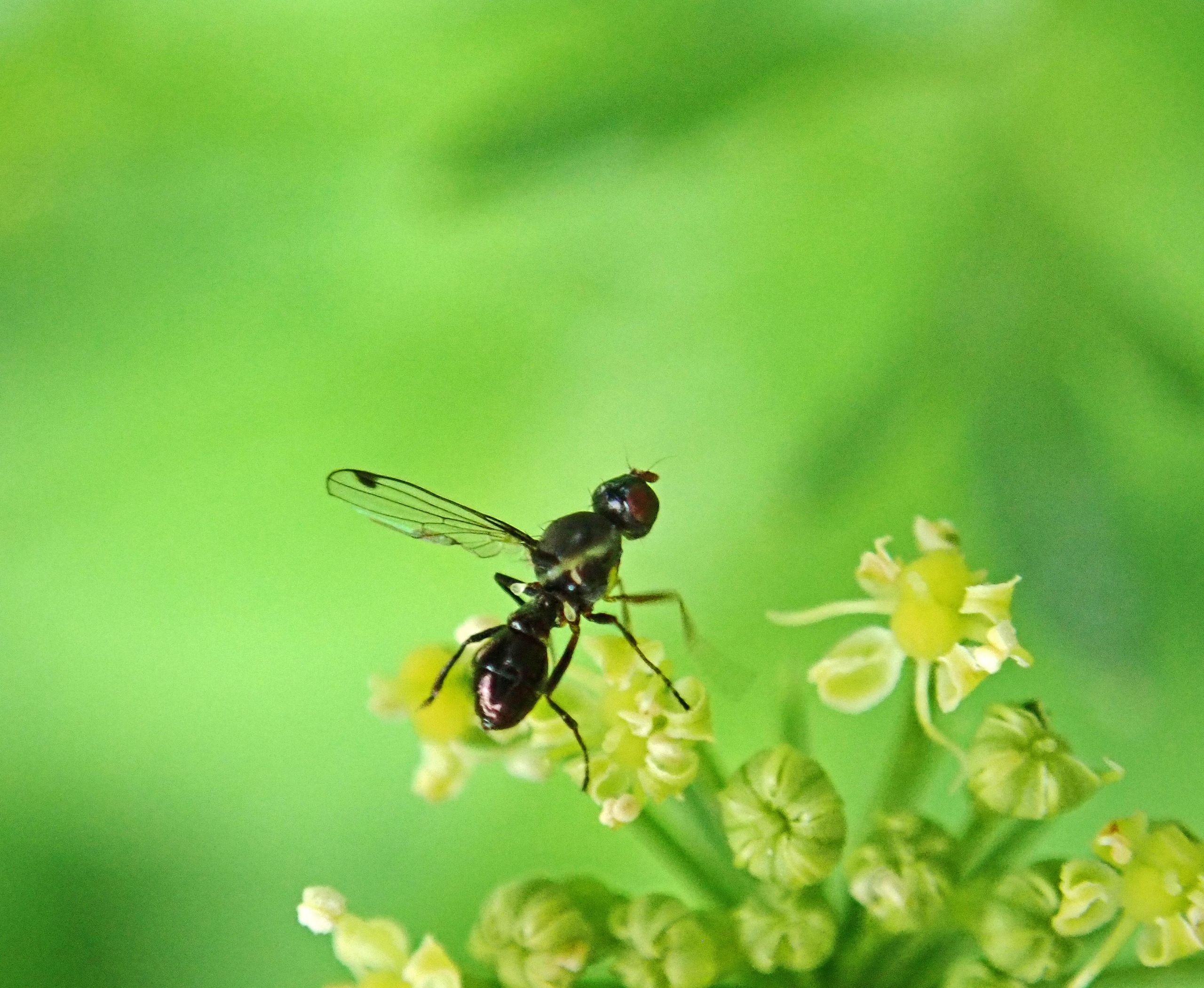 Invasión de hormigas voladoras: ¿plaga o vuelos &quot;nupciales&quot;?
