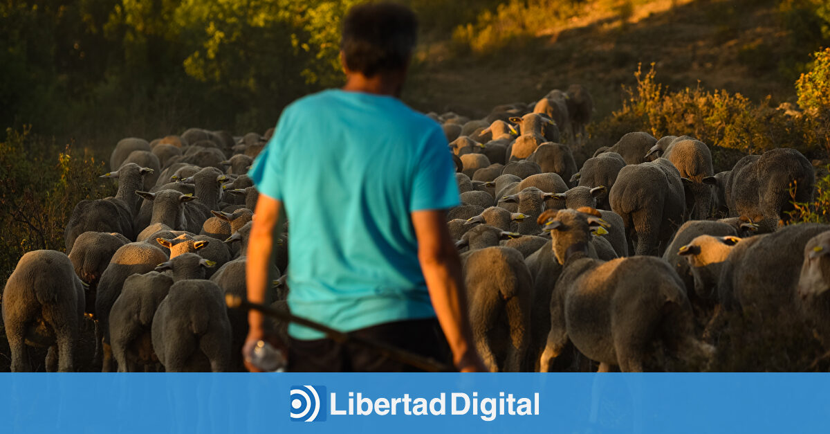 La trashumancia es ya Patrimonio Cultural Inmaterial de la Humanidad
