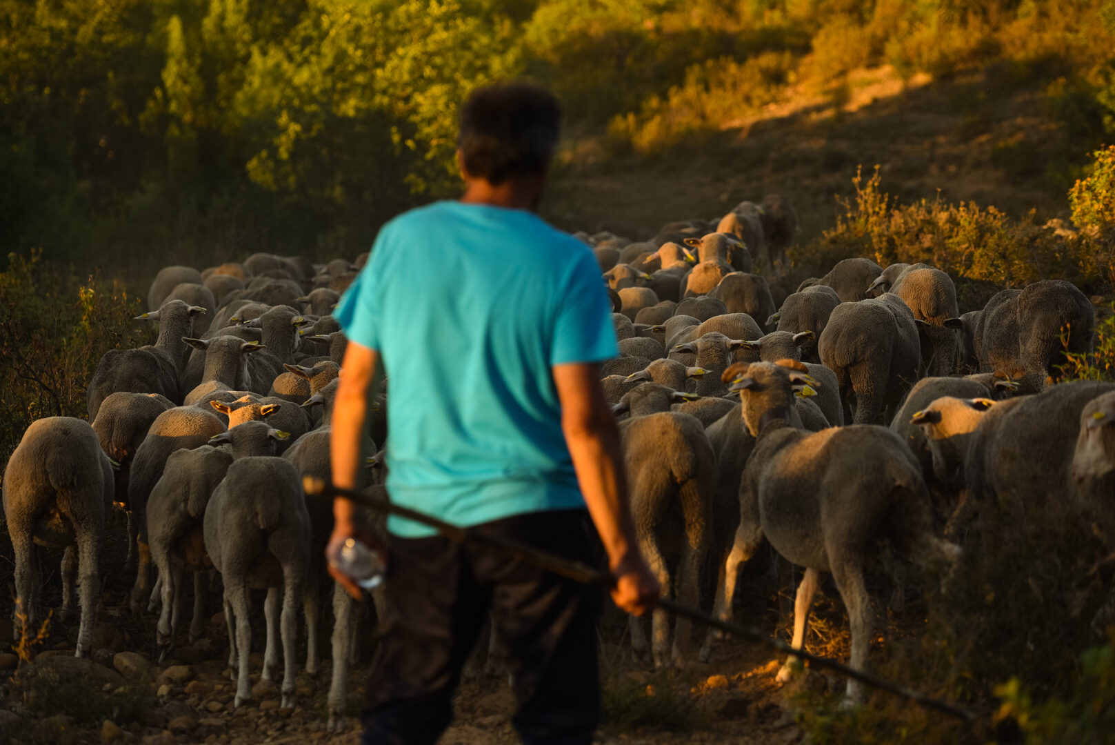 La trashumancia es ya Patrimonio Cultural Inmaterial de la Humanidad