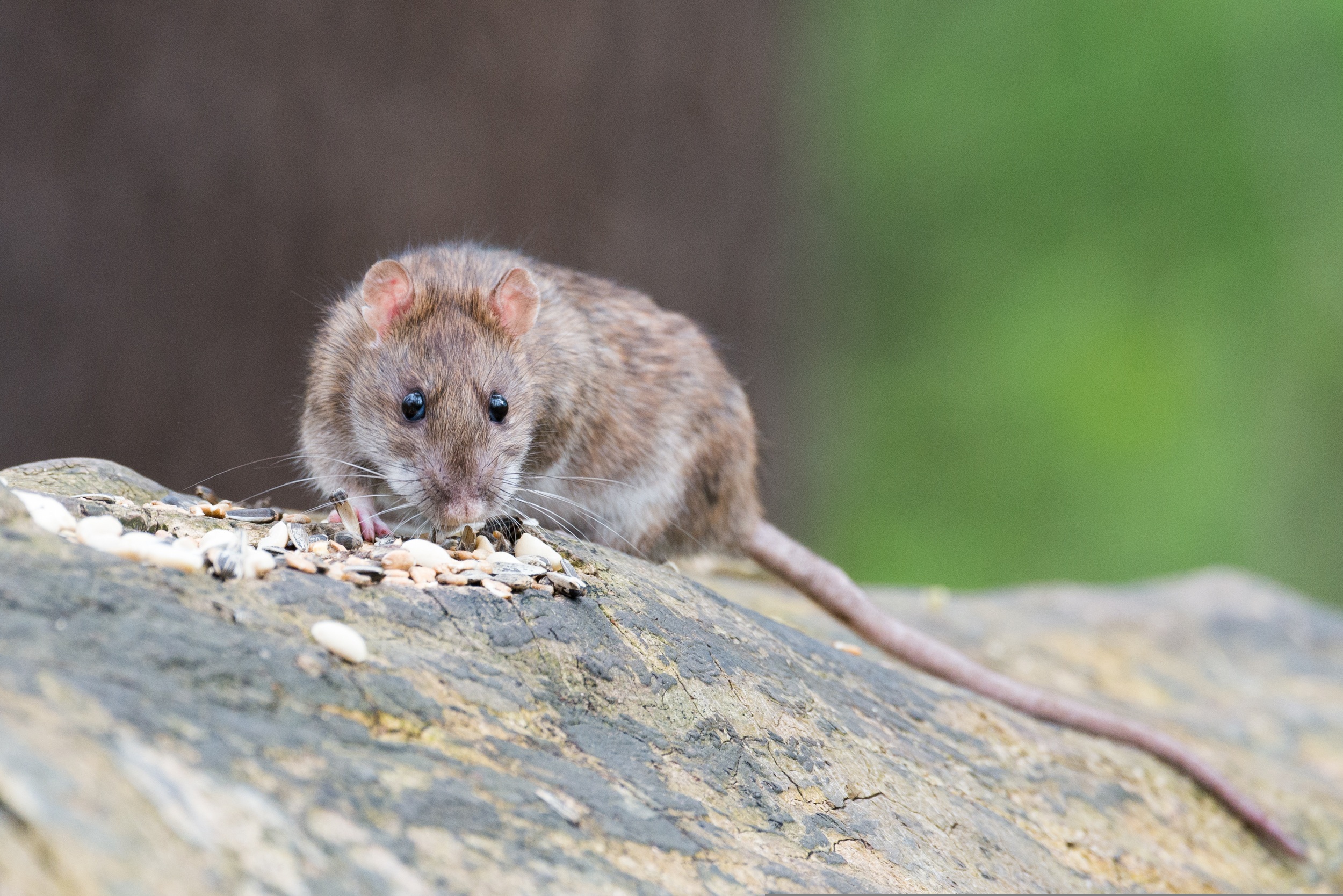 rata-marron-animal-roedor.jpg