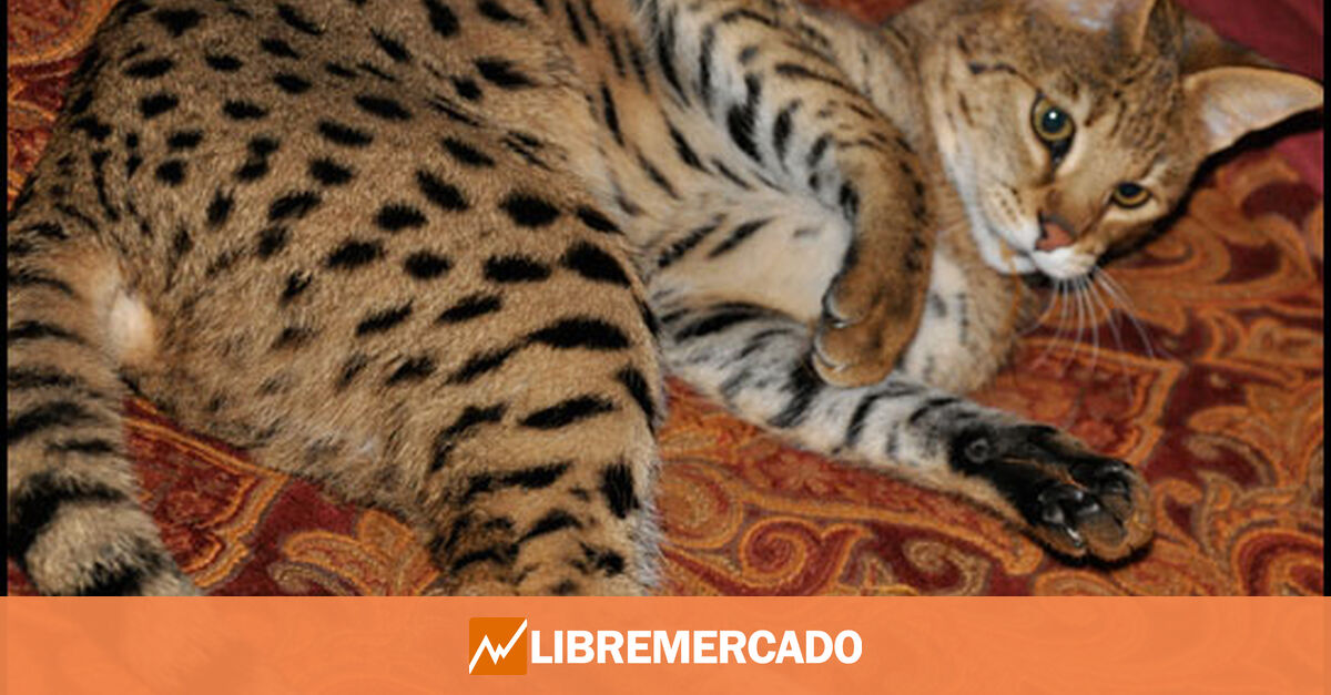 Caracal doméstico, la raza de gato más grande del mundo creada por