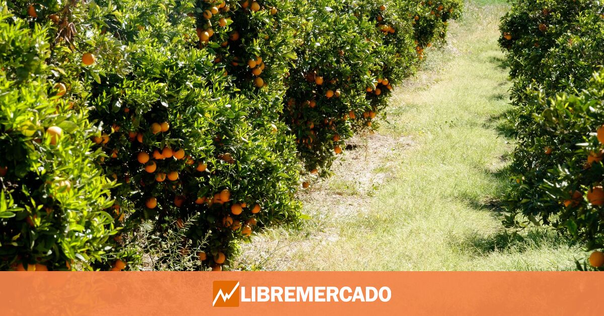 www.libremercado.com