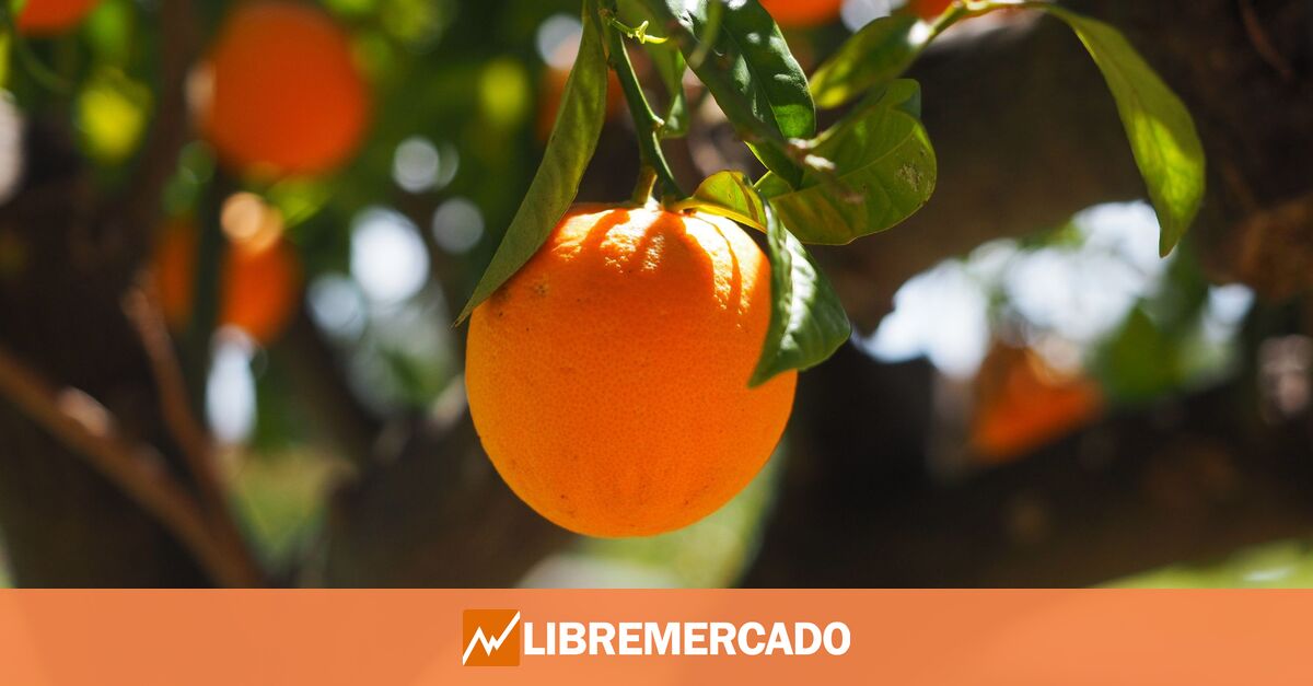 www.libremercado.com