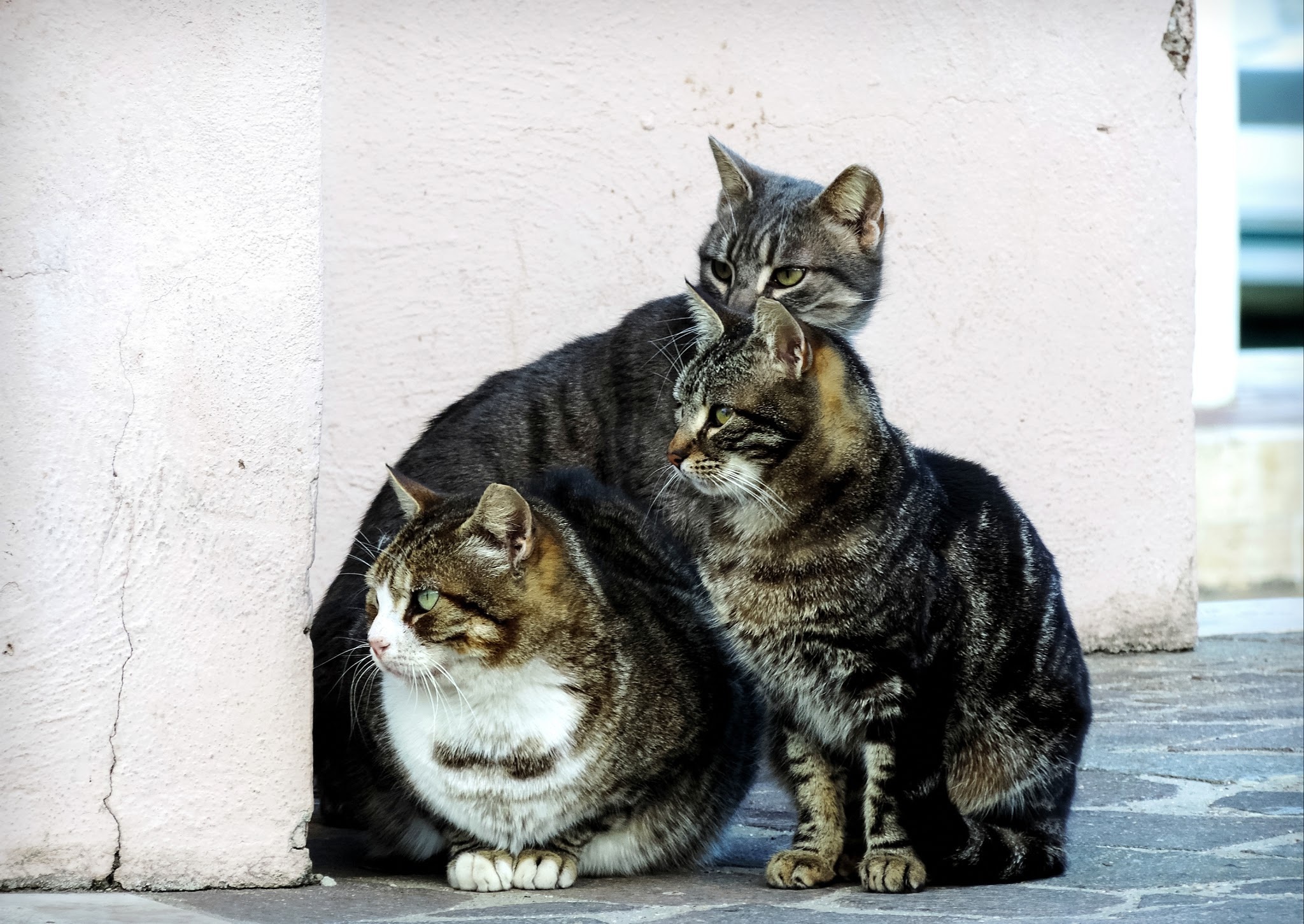 Gatos callejeros: los nuevos okupas de lujo según la ley animalista de Belarra