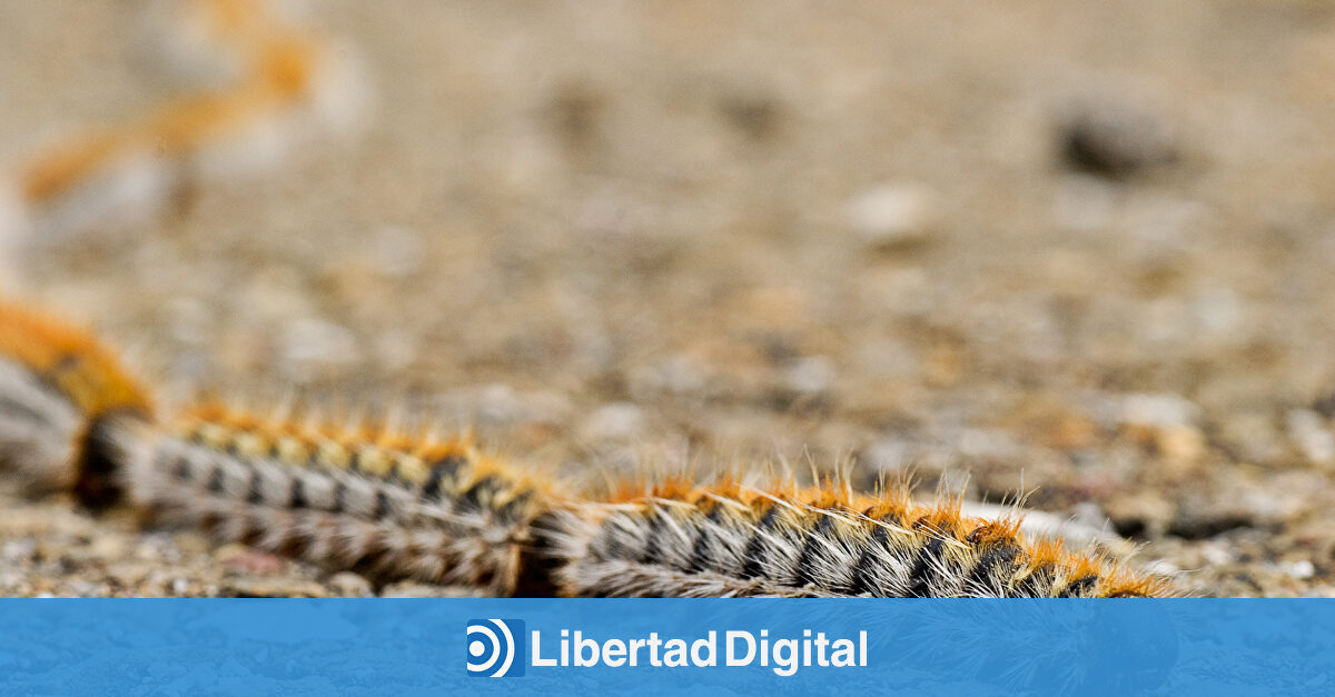 ¿Por qué es un peligro la oruga procesionaria y cuando llega a la