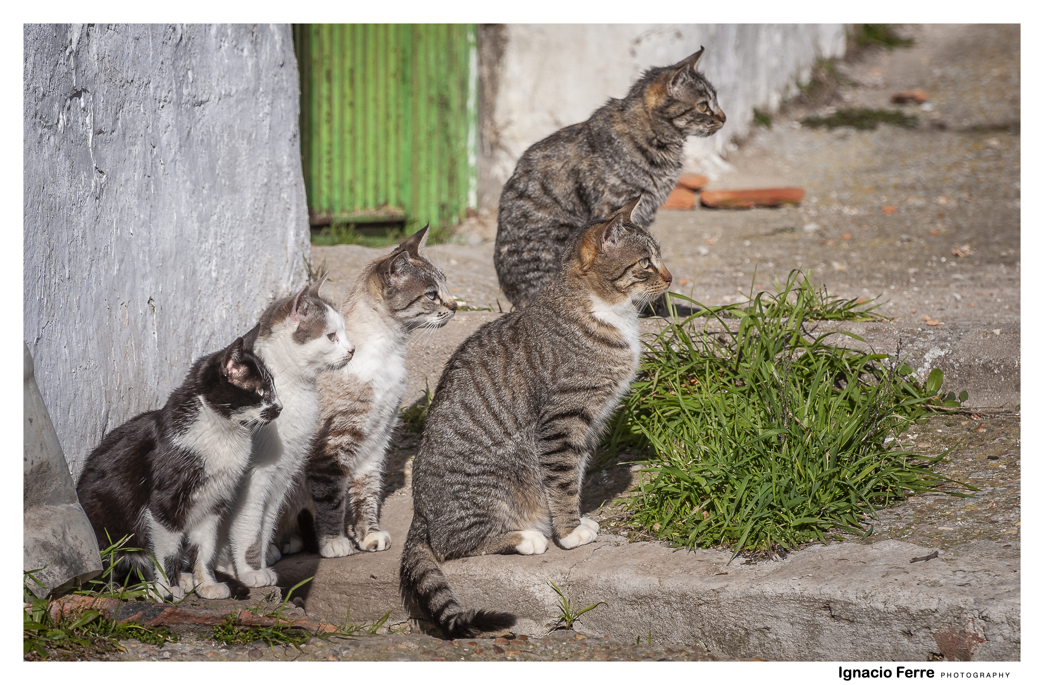 gatos-colonia-felina.jpg