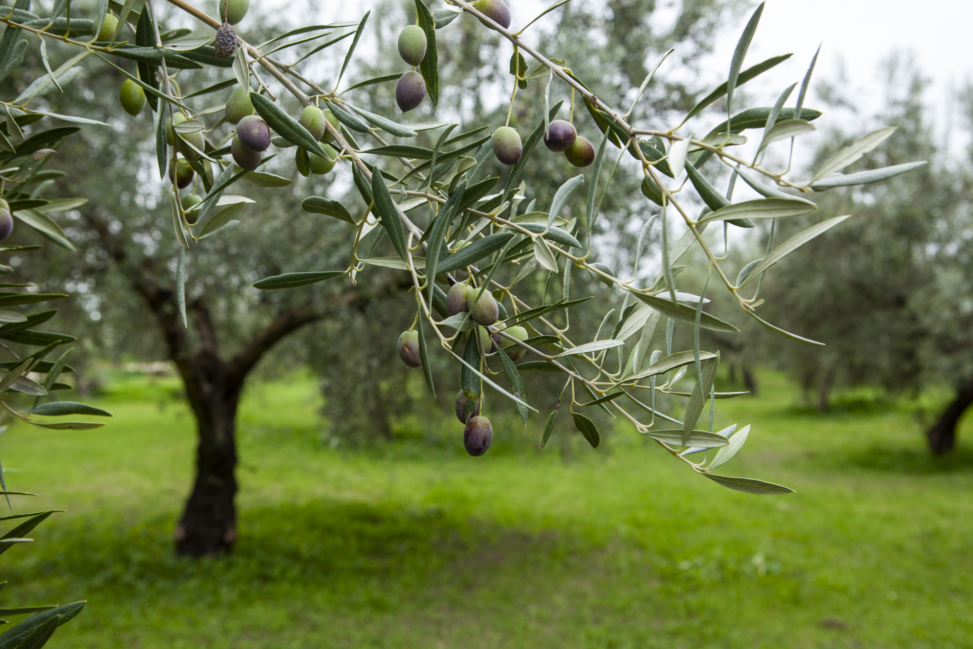 El precio del aceite deja a los viveros sin olivos: "No quedan plantas"