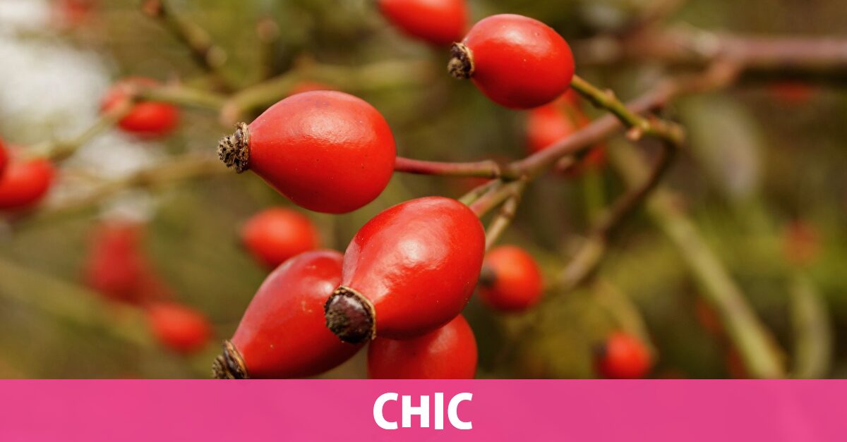 ¿Cuáles son los beneficios del aceite de rosa mosqueta en la piel