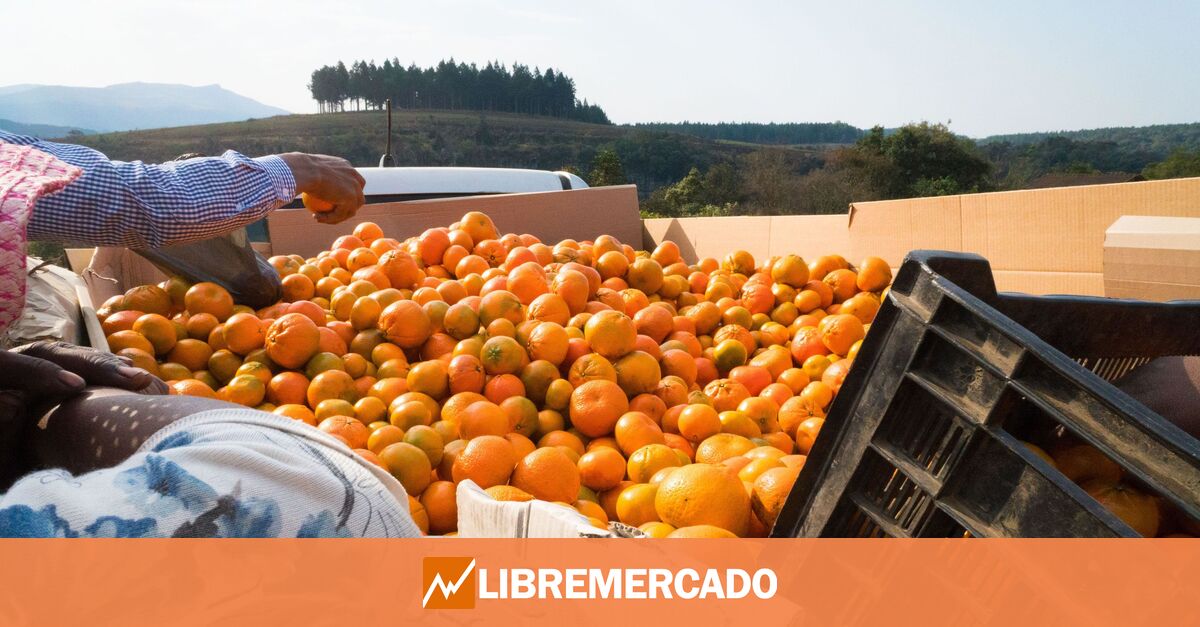 www.libremercado.com