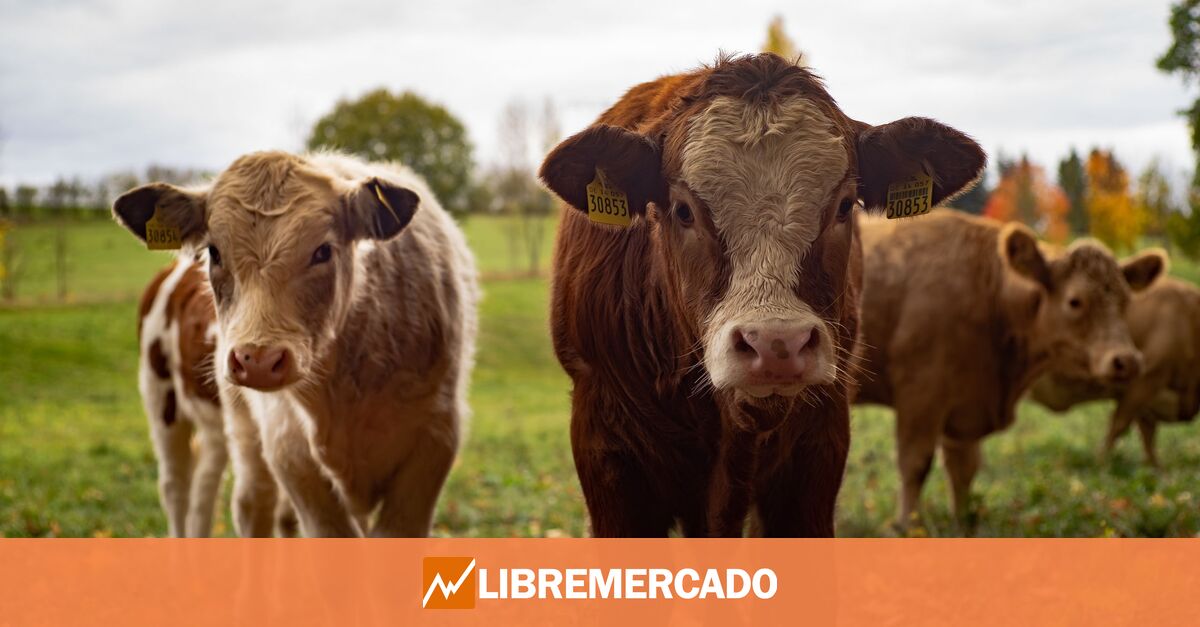 www.libremercado.com