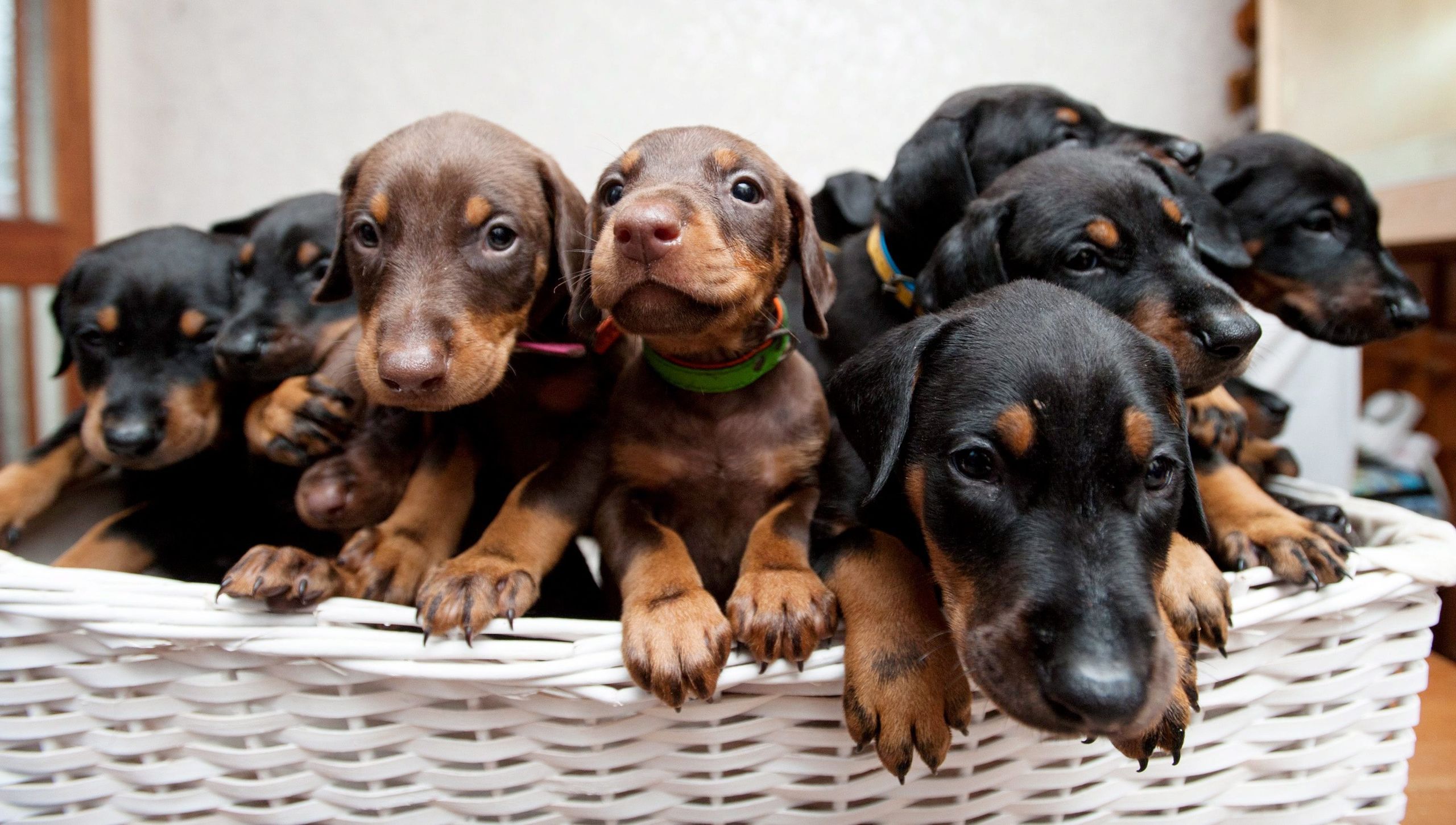 los criadores de perros pueden poner vacunas