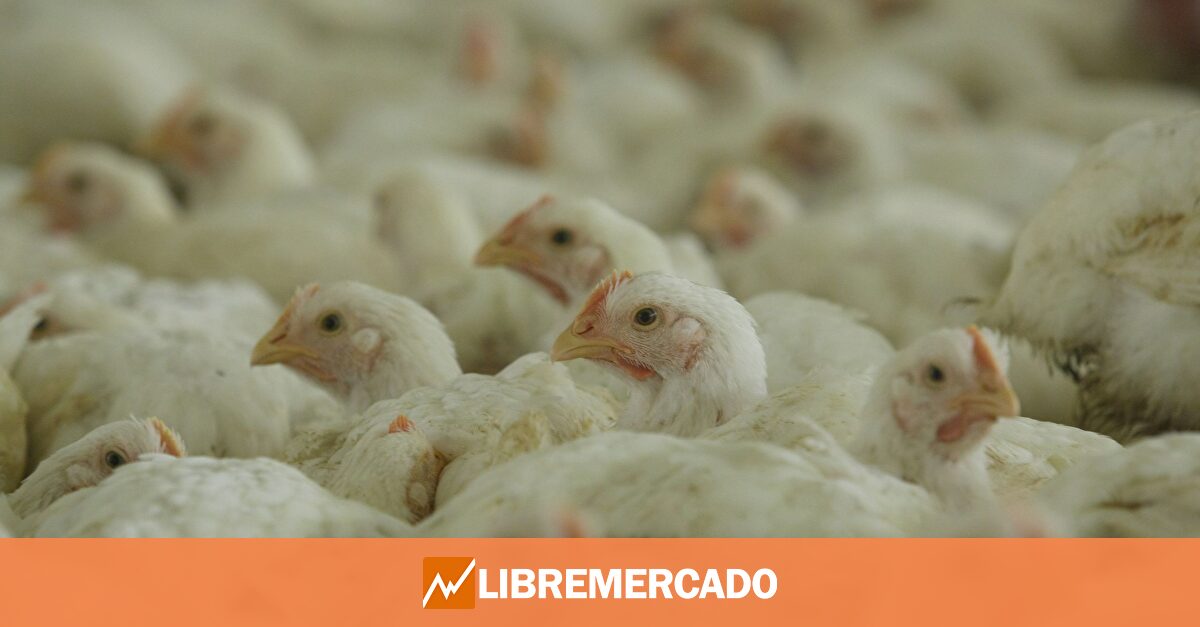 China prohíbe importar huevos y pollo de España por la gripe aviar