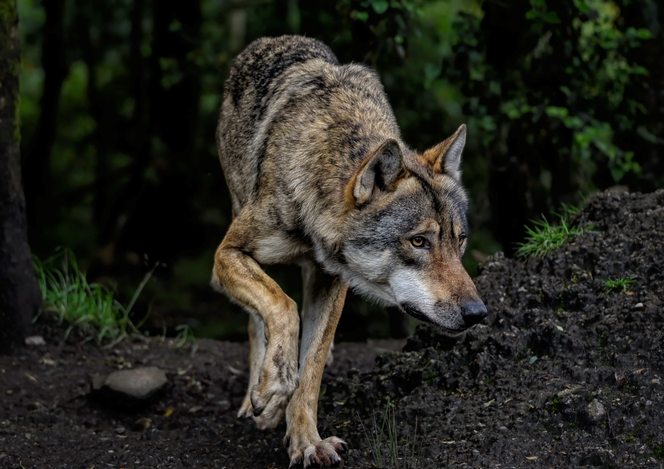 Guerra entre animalistas y ganaderos: "¿Por qué el lobo no recupera su espacio en Parla?"