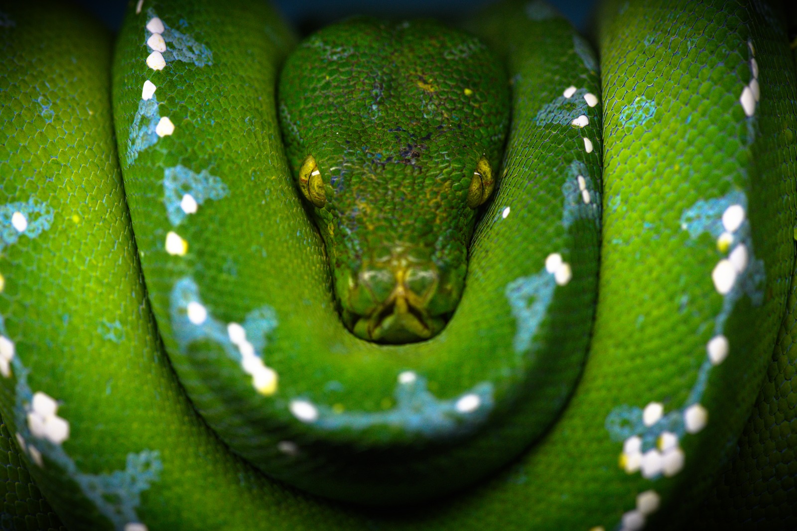 snakeroom-serpentarium-piton-verde-arboricola-morelia-viridis.jpeg