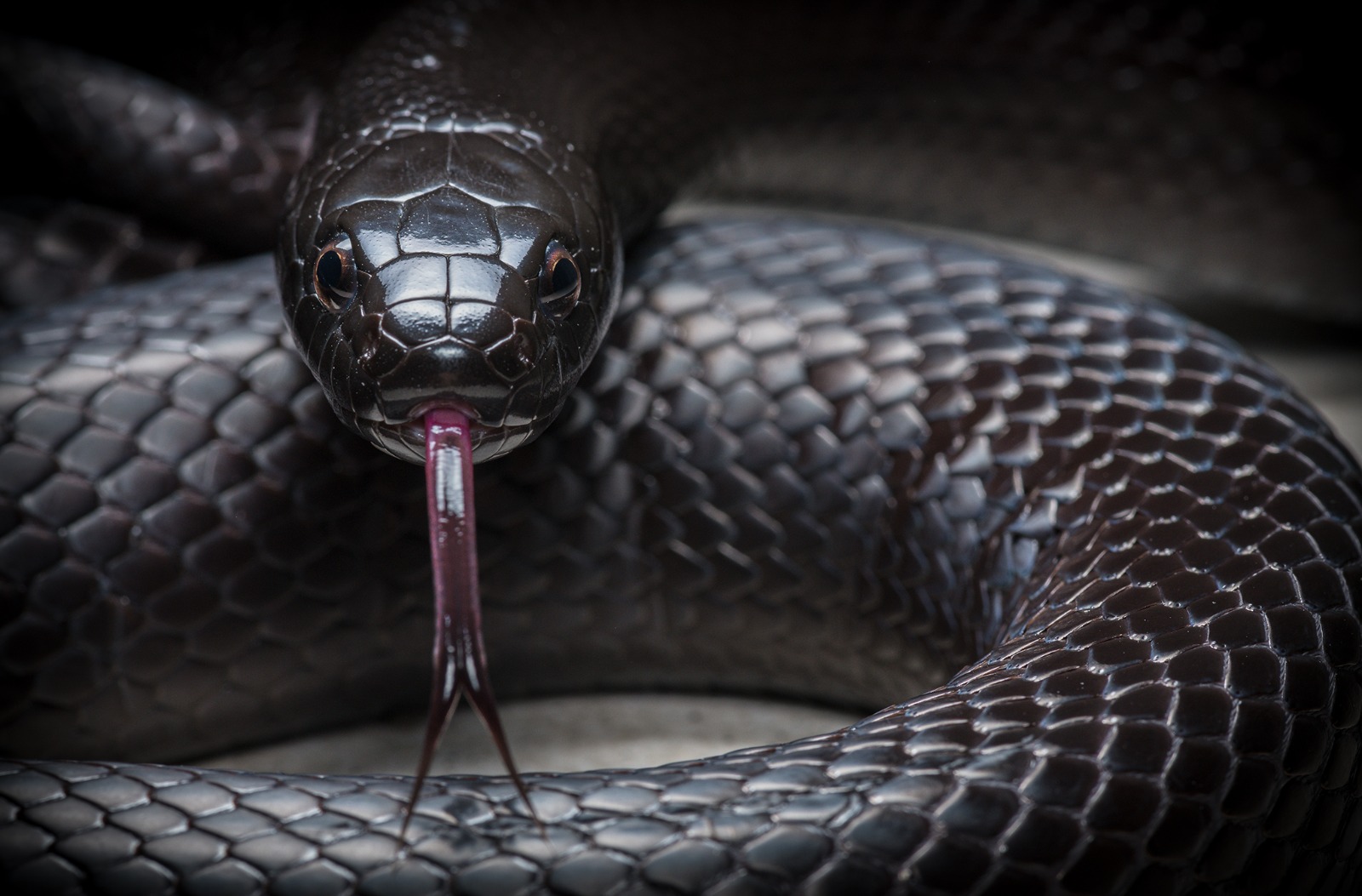 snakeroom-serpentarium-serpiente-rey-negra-mexicana-lampropeltis-nigrita.jpeg