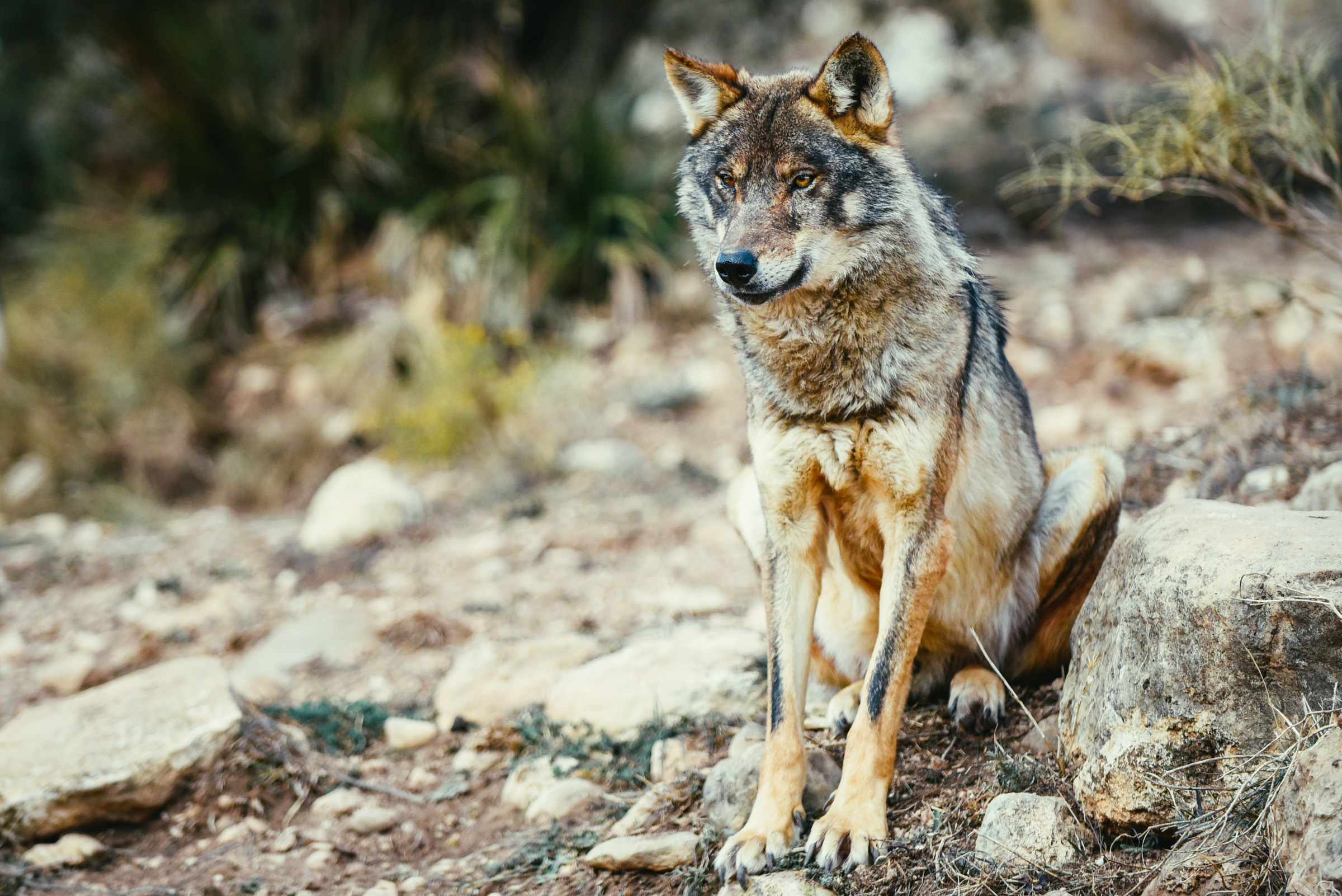 El Gobierno de Page 'pierde' al primer lobo que avista en décadas: "Probablemente está cojo"
