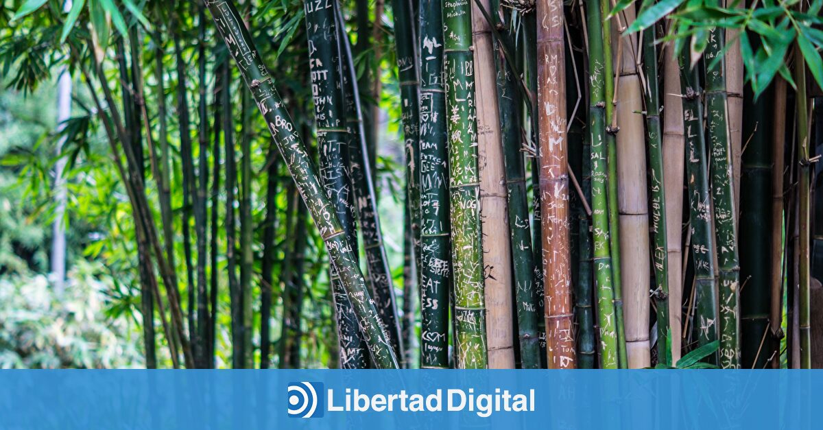Estos son los beneficios que tiene el bambú en la salud