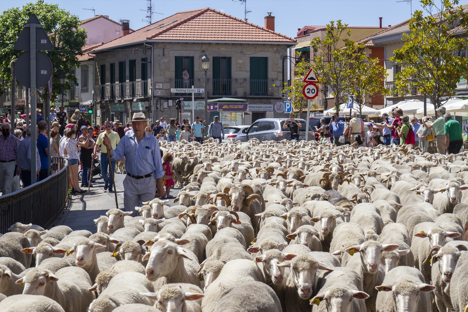 Las ovejas se quedan sin su mejor pastor
