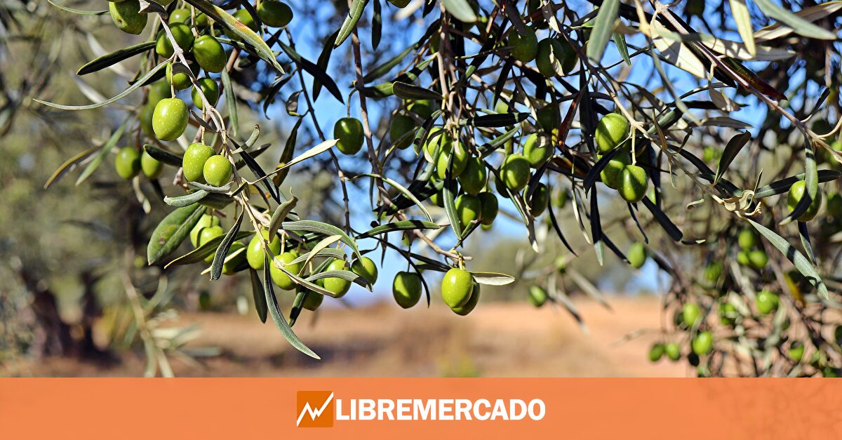 El aceite de oliva español dispara un 30% las exportaciones a EEUU antes de los aranceles