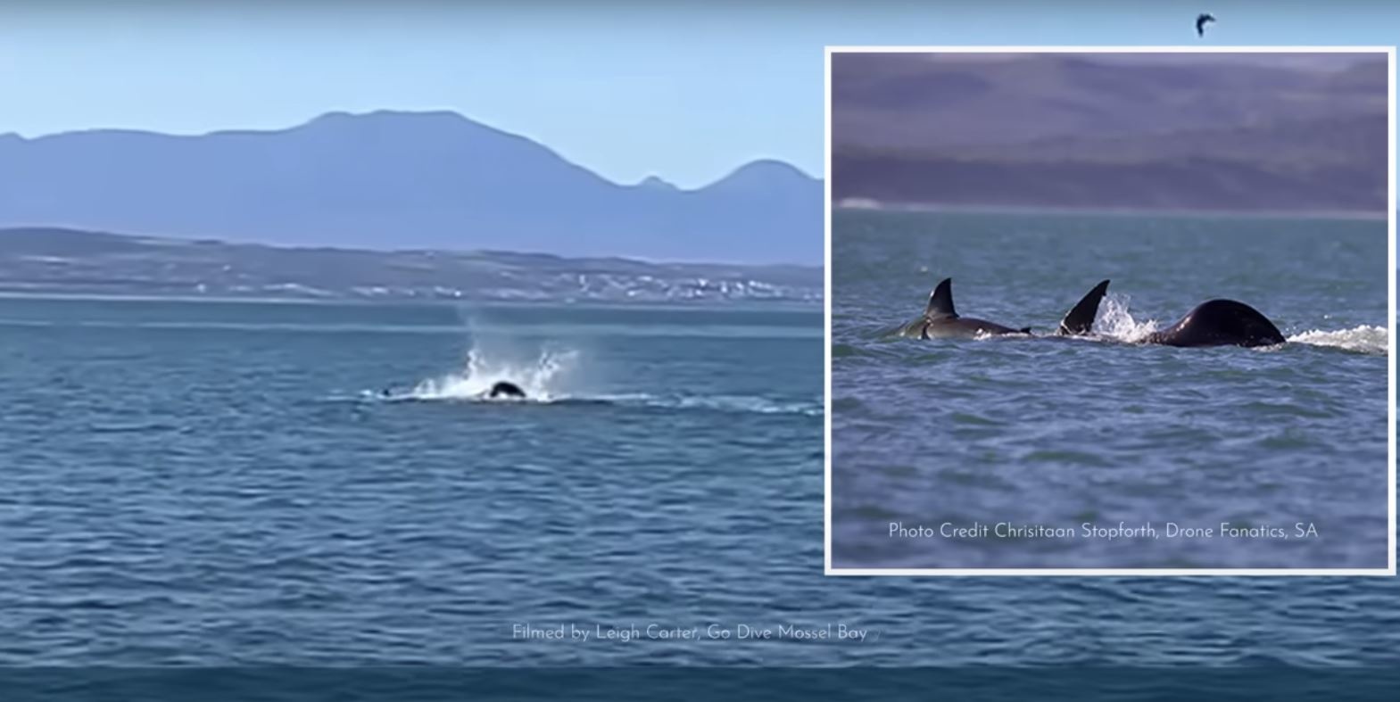 Graban cómo una orca devora a un tiburón blanco en dos minutos