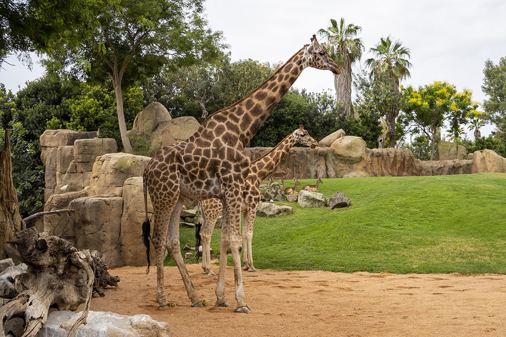 La muerte de la jirafa Julio reaviva el debate animalista sobre el cierre de los zoos