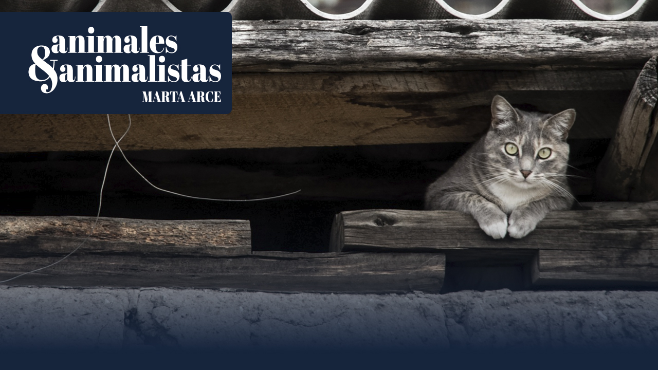 Los veterinarios: "Las colonias felinas deben desaparecer"