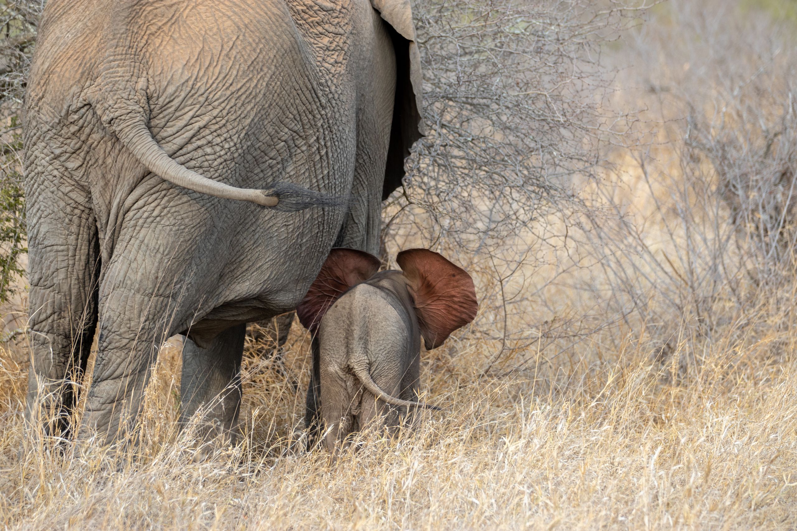 Botswana amenaza a Alemania con mandarle 20.000 elefantes para que "corran libres" por el país