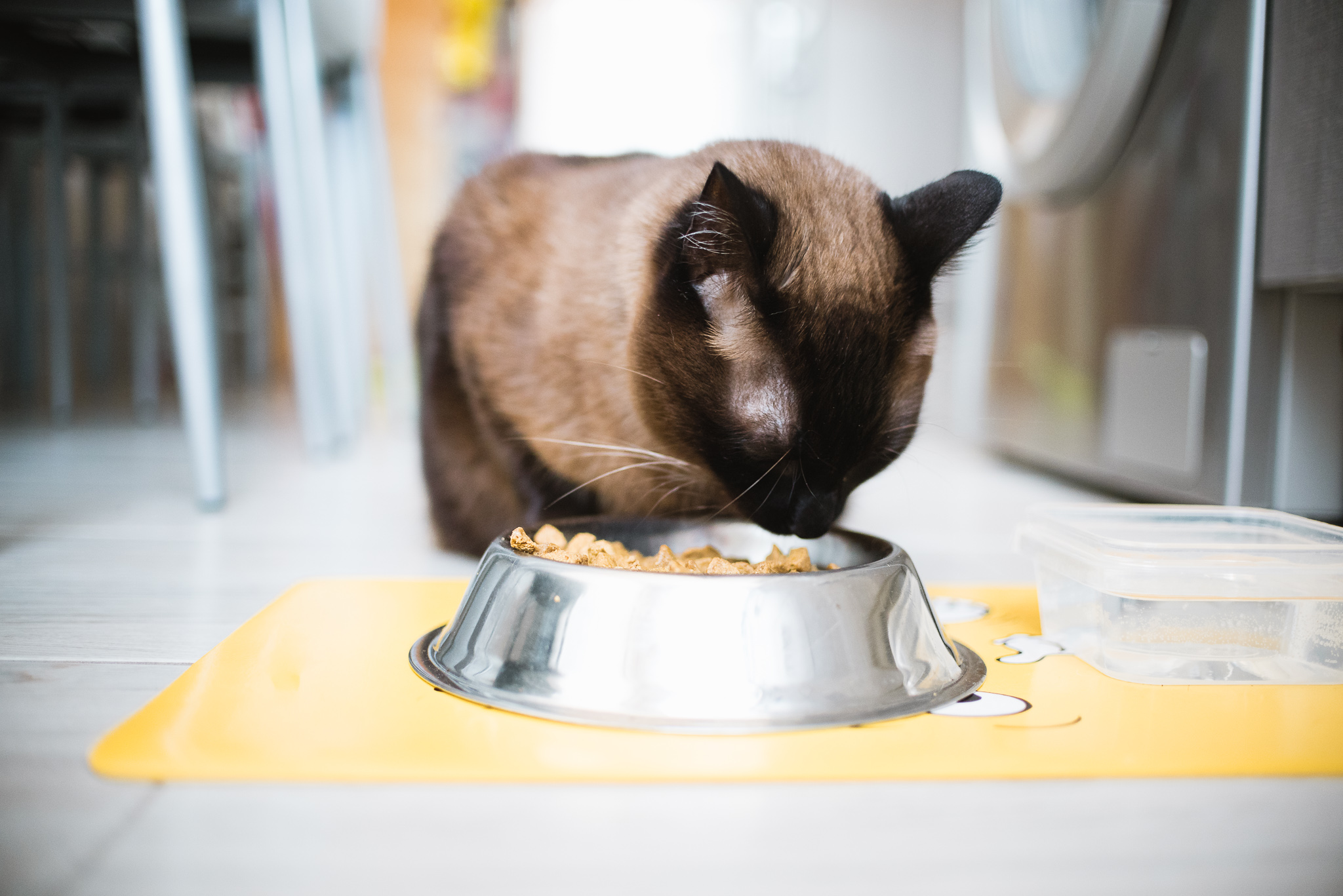 ¿Qué alimentos son peligrosos para los gatos y cuáles no?